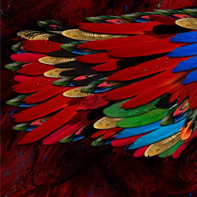 Scarlet Macaw Wings Long Scarf - deb schlier studio